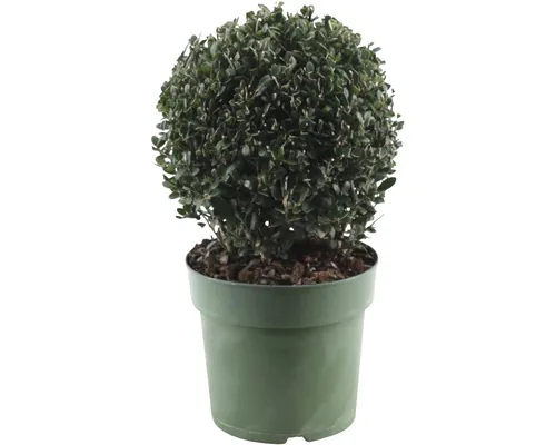 Laur Japonez FloraSelf Ilex crenata 'Jenny' ghiveci Ø 17 cm buc