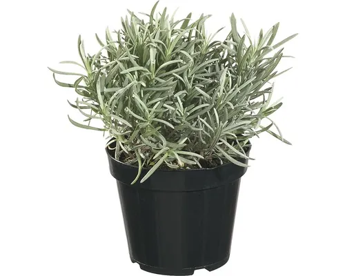 Levănțică FloraSelf ghiveci Ø 14 cm buc