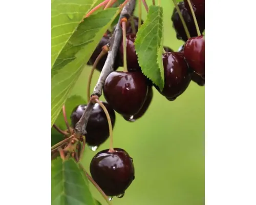Pom fructifer cireș Cerasus avium Karina H 150 cm buc