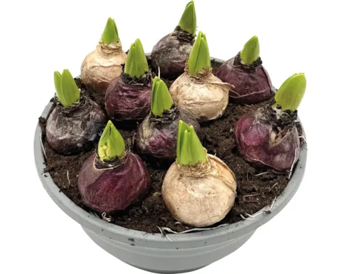 Zambilă FloraSelf Hyacinthus orientalis ghiveci Ø 21 cm, diferite culori buc