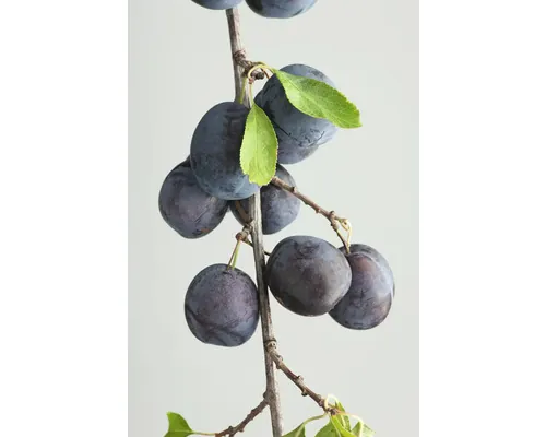 Bio Pom fructifer prun FloraSelf Bio Prunus domestica subsp. Insititia H 150-180 cm Co 7,5 L buc