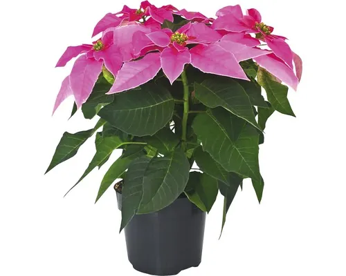Crăciunița FloraSelf Euphorbia princettia H 30-35 cm ghiveci Ø 12 cm roz deschis buc