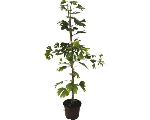 Arbore FloraSelf Ginkgo Biloba Co 4 L buc