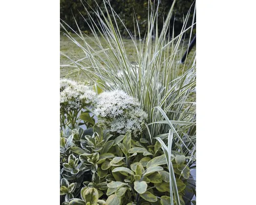 Iarba decorativă FloraSelf Calamagrostis x acutiflora 'Overdam' Co 3 L buc