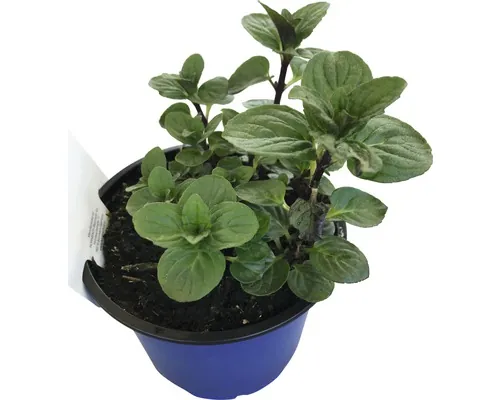Mentă cu aromă de ciocolată FloraSelf Mentha piperita 'Chocolate' ghiveci H 10-20 cm Ø 12 cm buc