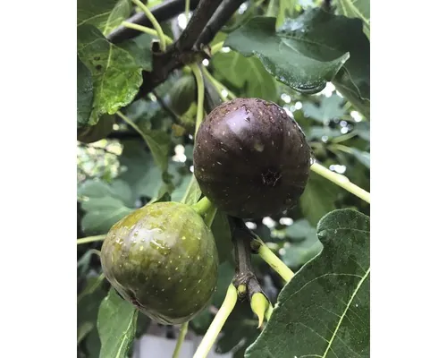 Smochin FloraSelf Ficus carica H 120-140 cm Co 15 L buc