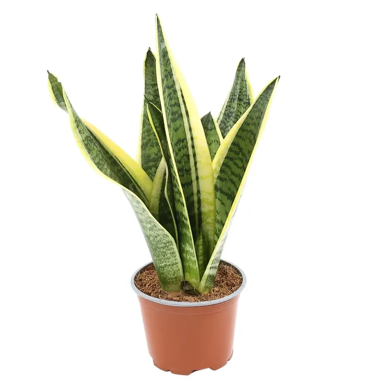 Planta interior - Sansevieria Futura Superba (limba soacrei), H 35 cm, D 12 cm buc