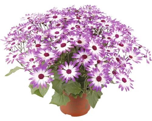 FloraSelf Senecio Senetti, ghiveci Ø 12 cm buc