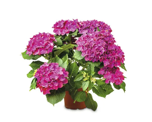 Hortensie Hydrangea ghiveci Ø 19 cm buc