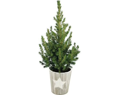Molid în ghiveci FloraSelf H 60-65 cm buc