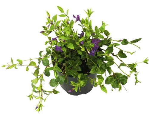 Saschiu FloraSelf Vinca minor 'Atropurpurea' ghiveci Ø 13 cm buc