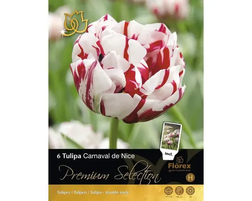 Bulbi de lalele Premium Selection Carnaval de Nice 12/14 6 buc.