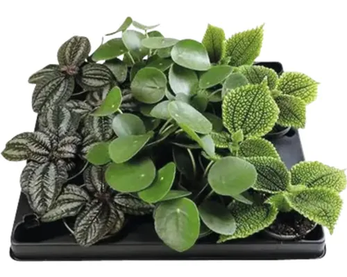 FloraSelf Pilea Mix ghiveci H 12 cm Ø 6 cm diferite sortimente buc