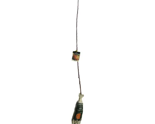 Pom fructifer cais Armeniaca vulgaris Cea mai bună de Ungaria H 150 cm buc