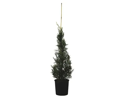 Chiparos FloraSelf Cupressocyparis leylandii 'Pyramidalis' H 100-120 cm buc