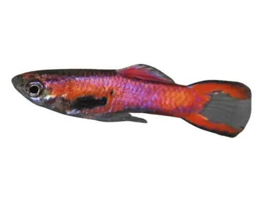 Poecilia endler red 1-2 cm buc