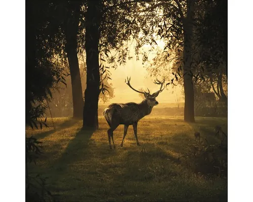 Tablou sticlă Pure Living Deer & Sun 30x30 cm buc