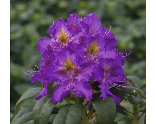 Azalee/Rododendron FloraSelf Rhododendron Hybride Co 5 L lila buc