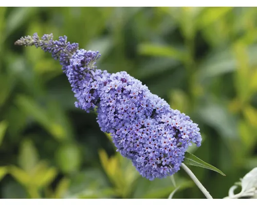 Liliac de vară FloraSelf Buddleja davidii Summer Kids ® Co 5 L buc