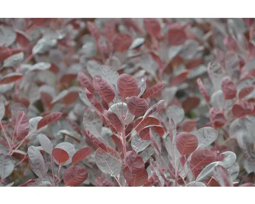Scumpie Verde FloraSelf Cotinus coggygria 'Lilla' Co 4,5 L buc