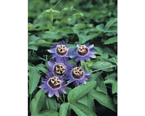 Floarea Pasiunii FloraSelf Passiflora caerulea 'Purple Haze' H 50-70 cm ghiveci Ø 16 cm buc