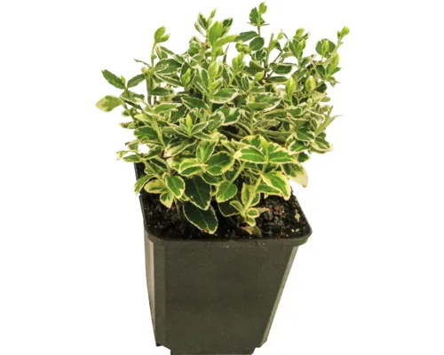Salbă mare FloraSelf Euonymus fortunei 'Emerald n Gaiety' H 10-15 cm Co 0,3 L, 12 buc.