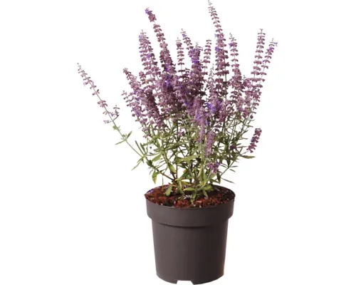 Salvie rusească FloraSelf Perovskia atriplicifolia 'Prime Time' Co 2, 8 L buc