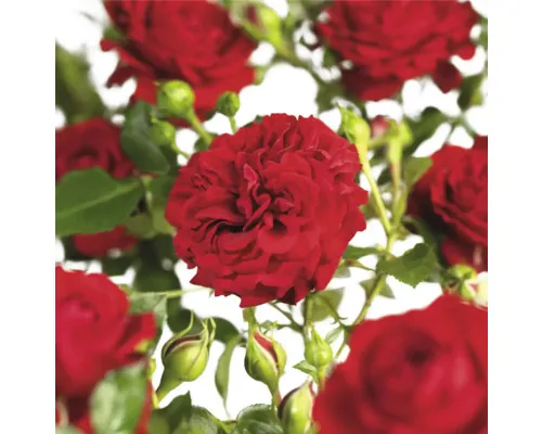 Trandafir cățărător FloraSelf Rosa 'Grand Award' Co 5 L buc