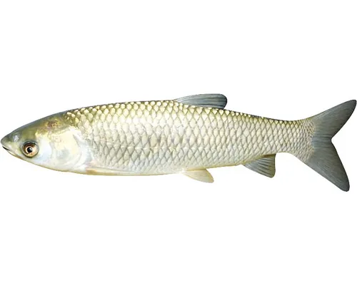 Amur Ctenopharyngodon idella 12-15 cm buc