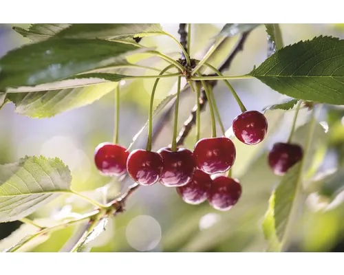 Bio Pom fructifer vișin FloraSelf Bio Prunus cerasus 'Saphir'® H 120-150 cm Co 7,5 L buc