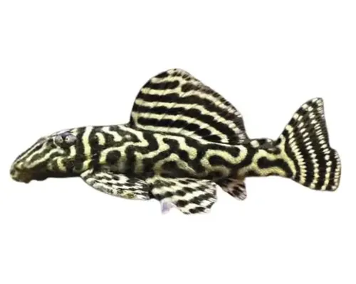 L333 Hypancistrus sp. Cb 2,5-3 cm buc