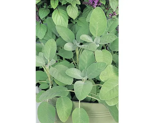 Salvie FloraSelf Salvia officinalis 'Culinaria' ghiveci Ø 12 cm buc