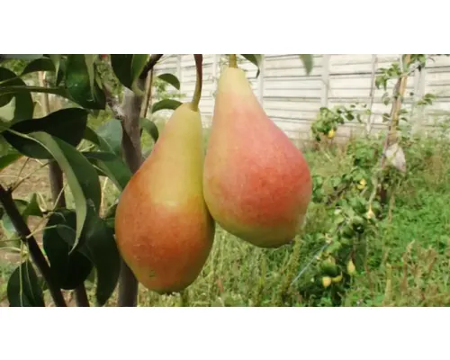 Pom fructifer păr Pyrus sativa Monica H 150 cm buc