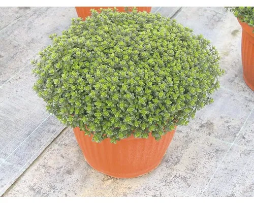 Cimbru FloraSelf Thymus vulgaris 'Fredo' ghiveci Ø 12 cm buc