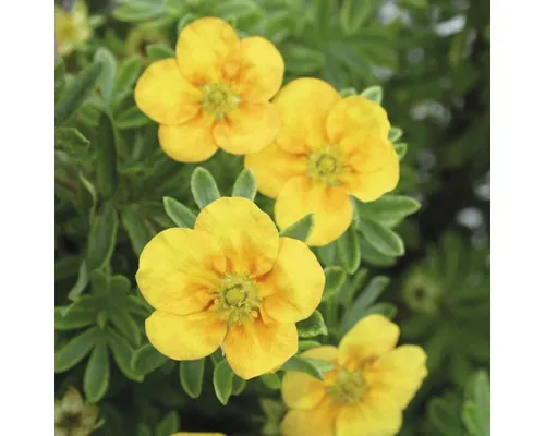 FloraSelf Potentilla fruticosa 'Mango Tango' H 30-40 cm Co 4 L buc