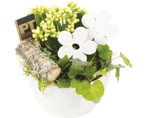 Aranjament FloraSelf Kalanchoe, Hedera ghiveci ceramică Ø 13 cm buc