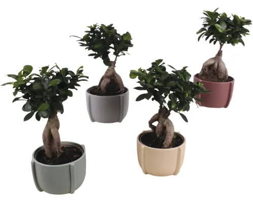 Ficus Bonsai FloraSelf Ficus microcarpa Ginseng H ca. 35 cm ghiveci ceramic Ø 15 cm buc