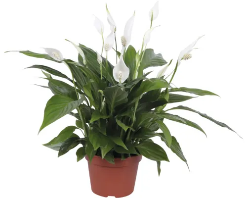Crinul păcii FloraSelf Spathiphyllum 'Pearl Cupido' ghiveci Ø 15 cm buc