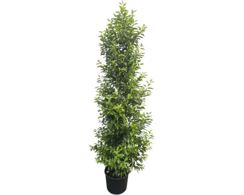 FloraSelf Prunus lusitanica 'Angustifolia' H 175-200 cm Co 20 L buc