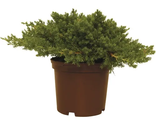 Ienupăr târâtor japonez FloraSelf Juniperus procumbens 'Nana' H 20-25 cm Co 2 L buc