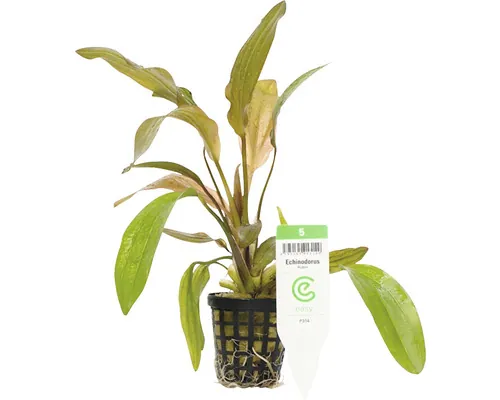Plantă acvariu Echinodorus Rubin Easy 5 buc