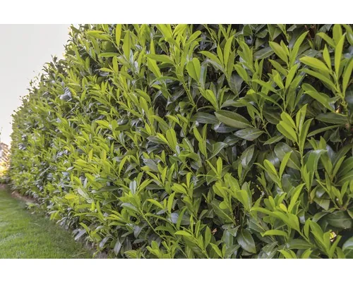 Prunus laurocerasus 'Caucasica' H 60-80 cm ClickCo buc
