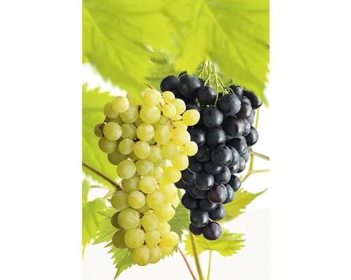 Viță de vie FloraSelf Vitis vinifera 'Regent' Co 7,5 L buc