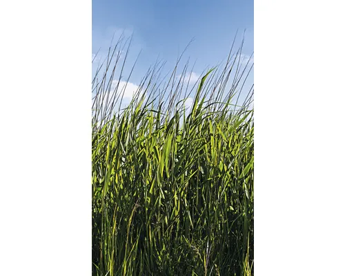 Fototapet vlies Marburg Smart Art Easy 47272 pajiște verde 159x270 cm rola
