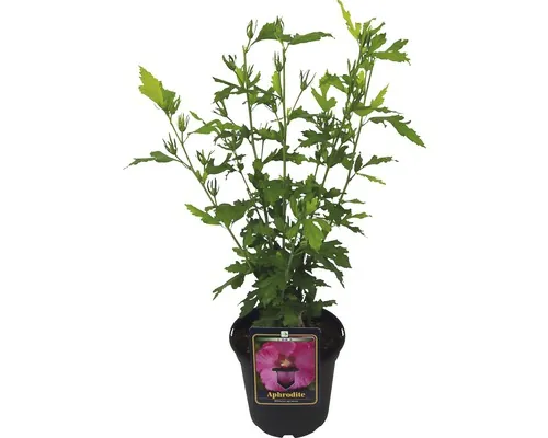 Hibiscus syriacus 'Aphrodite' FloraSelf H 40-60 cm Co 3 L buc