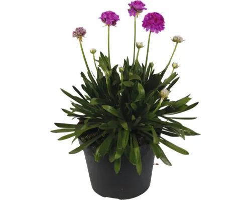 Garoafă 'Dreameria' ® FloraSelf ghiveci Ø 15 cm buc