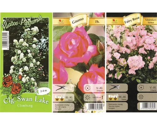 Butaș trandafir cu rădăcina împachetată 'Rosa' mix H 200-400 cm buc