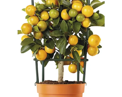 Calamondin mini pe spalier FloraSelf Citrus calamondin ghiveci Ø 12 cm buc