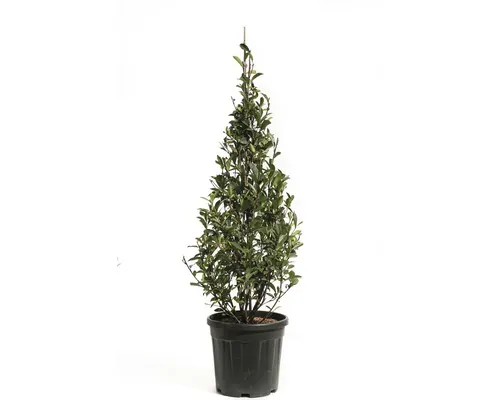 FloraSelf Photinia fraseri 'Robusta Compacta' H 100-1025 cm buc