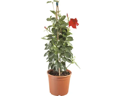 Iasomia braziliană FloraSelf Pyramide Dipladenia mandevilla H 50-60 cm ghiveci Ø 17 cm buc